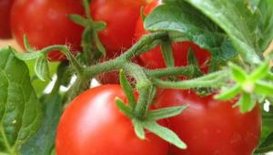 Как подвязать помидоры в теплице - самые лучшие способы Как правильно подвязывать рассаду помидор в теплице